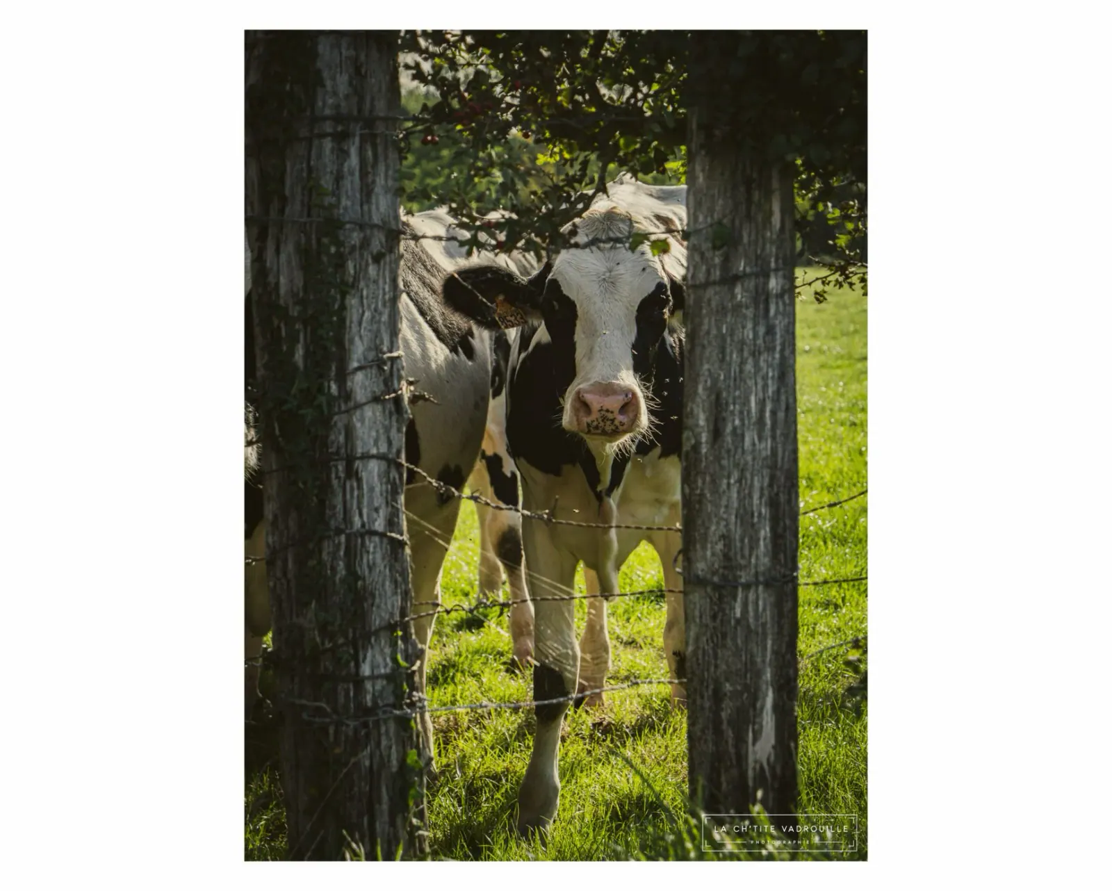 Chevaux dans un pré lors d'une balade du dimanche à la campagne