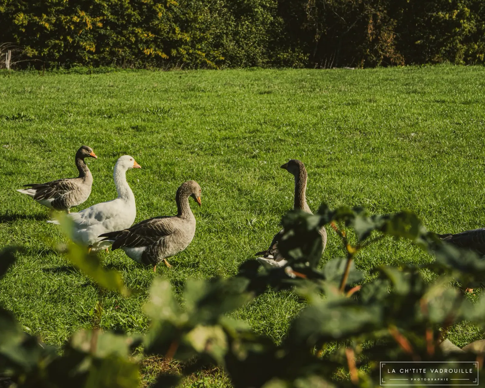 Détails de nature à la campagne, baies au bord d'une clôture et toile d'araignée dans la lumière