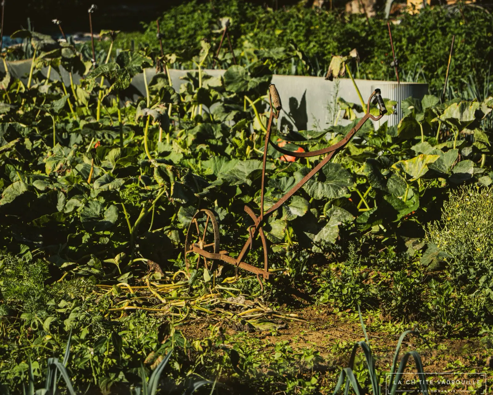 Potager encore vivant et premières courges orangées annonçant l'automne à la campagne